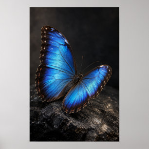 Schillernder blauer Schmetterling auf dunkler Fels Poster