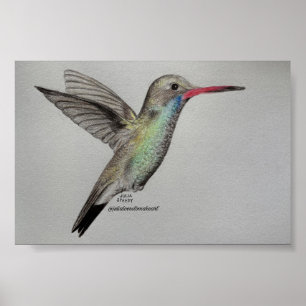 Schillernder Kolibri   Bleistiftzeichnung Kunstpri Poster
