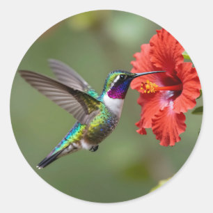 Schillerndes Kolibri-Hibiskus-Blumenporträt Runder Aufkleber