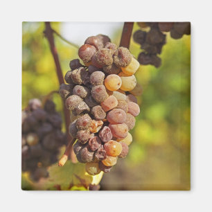 Schimmeliger Semillon-Traubenstrauch im Ch Raymond Magnet