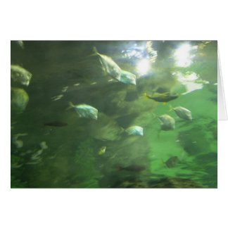 Schimmernde Fische