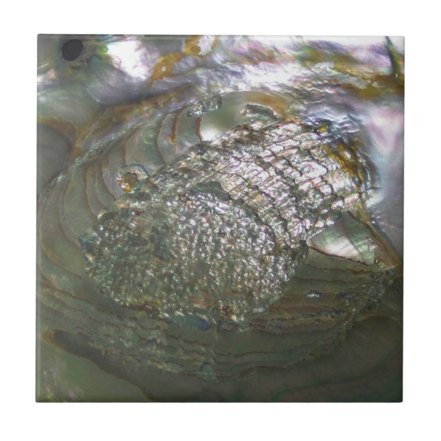 Schimmernder OhrschneckeSeashell, schöne Natur Fliese (Vorderseite)