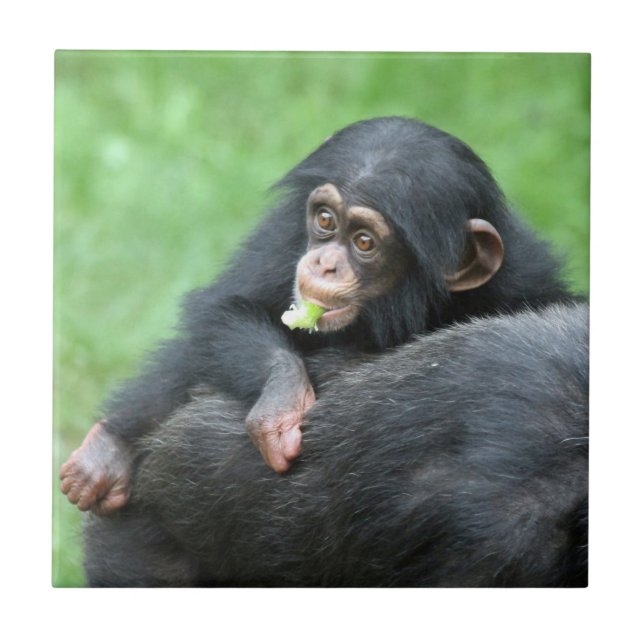 Schimpanse 005 fliese (Vorderseite)