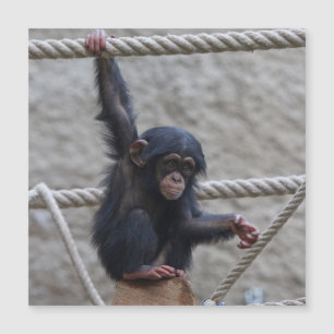 Schimpanse 017 magnetkarte