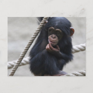 Schimpanse 030 postkarte