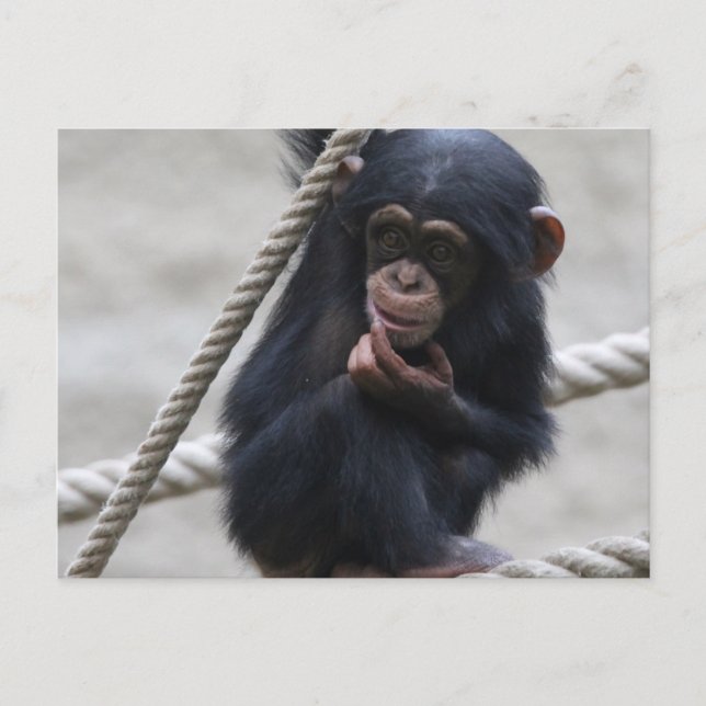 Schimpanse 030 postkarte (Vorderseite)