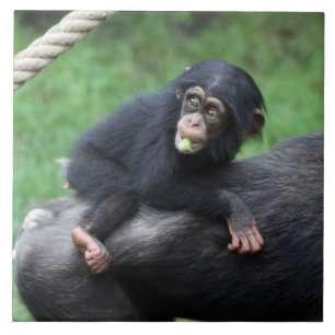 Schimpanse 032 fliese