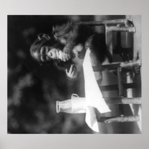 Schimpanse gesetzt am Tisch am nationalen Zoo Poster