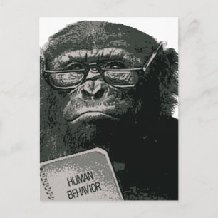 Schimpanse liest postkarte