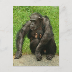 Schimpanse mit Kind - Postkarte