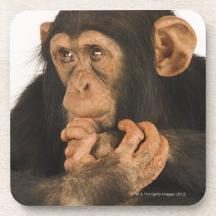 Schimpanse (Pantroglodytes). Junges playfull 2 Untersetzer