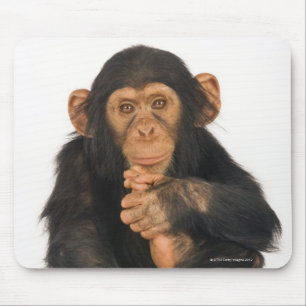 Schimpanse (Pantroglodytes). Junges playfull Mousepad