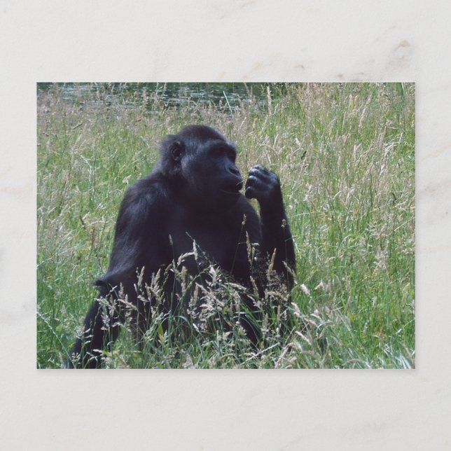 Schimpanse Postkarte (Vorderseite)