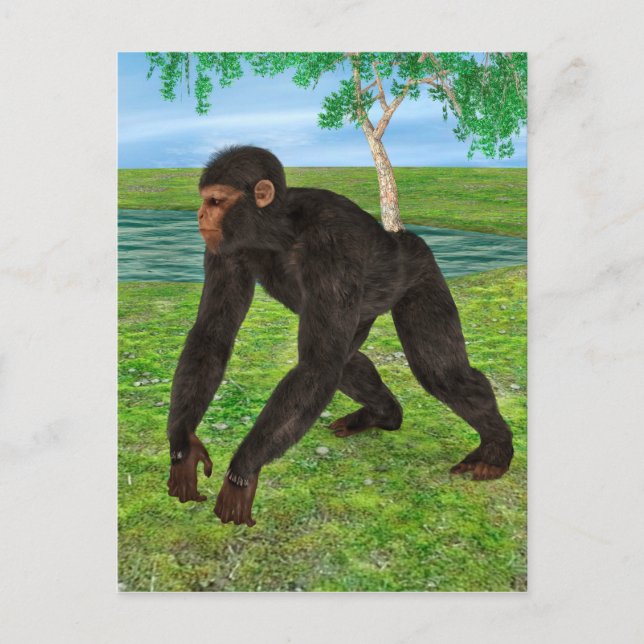 Schimpanse Postkarte (Vorderseite)