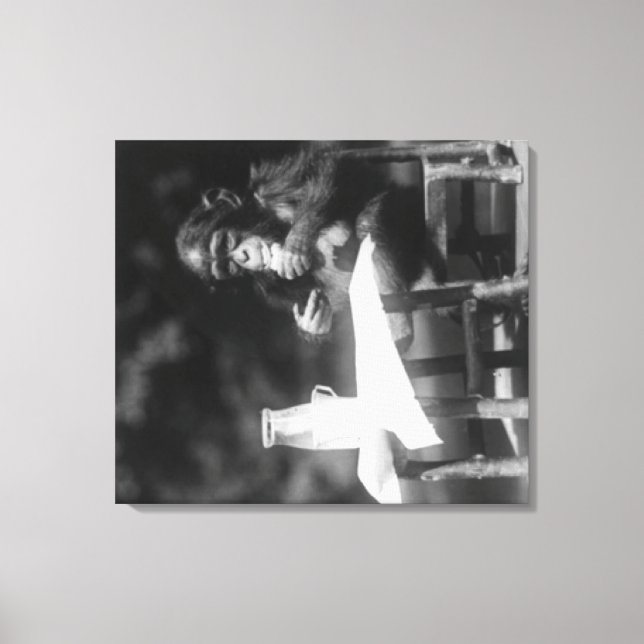 Schimpanse sitzt am Tisch im Nationalpark Leinwanddruck (Vorderseite)