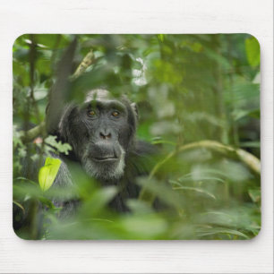Schimpanse versteckt in der Vegetation Mousepad