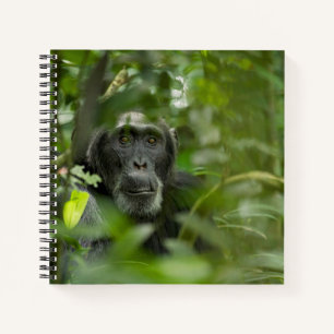 Schimpanse versteckt in der Vegetation Notizbuch