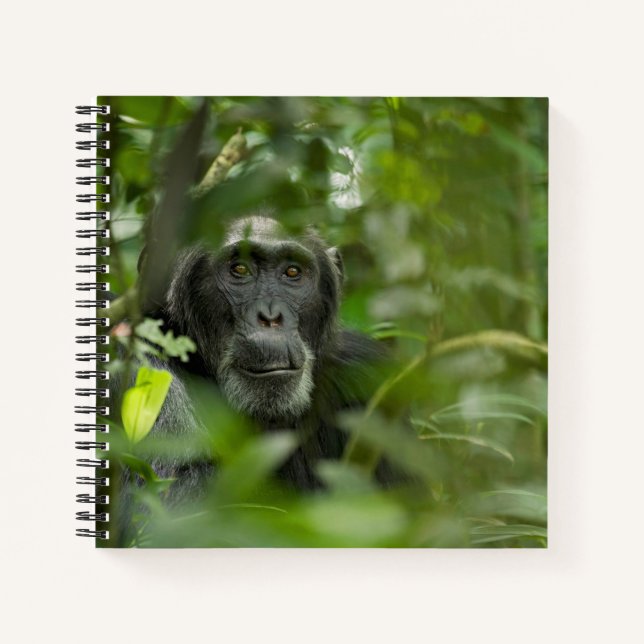 Schimpanse versteckt unter Vegetation Notizbuch (Vorderseite)