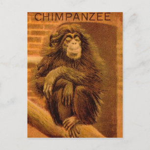Schimpanse-Vintage-Zauberlaternen-Dia 1890er Jahre Postkarte