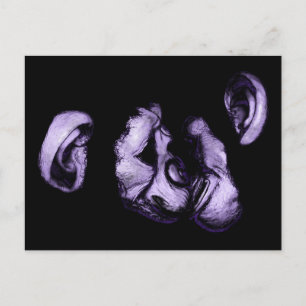 Schimpansen küssen postkarte