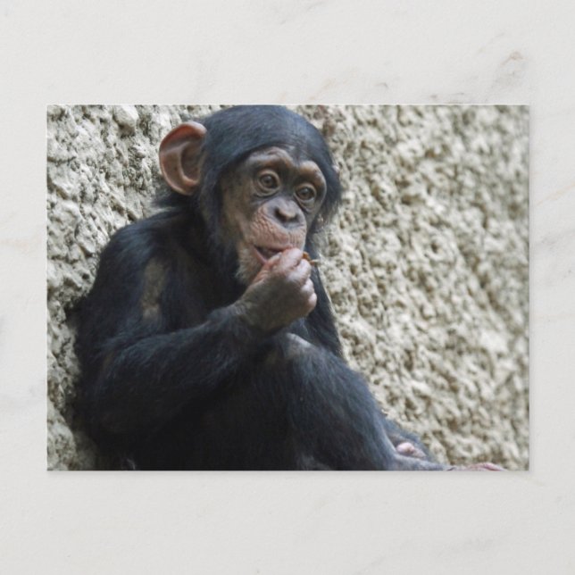 Schimppanzee 013 postkarte (Vorderseite)