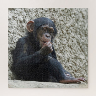 Schimppanzee 013 puzzle