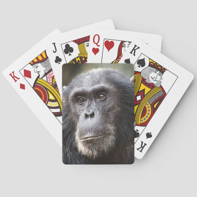 Schimppanzee Spielkarten (Rückseite)
