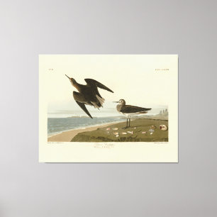 Schinzs Sandpiper von Audubons Vögeln Amerikas Leinwanddruck