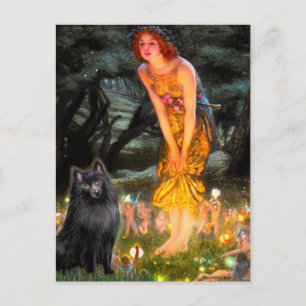 Schipperke 2 - Mittsommer Postkarte
