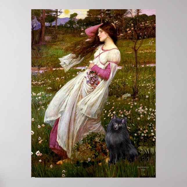 Schipperke 2 - Windblumen Poster (Vorne)