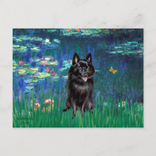 Schipperke 4 - Lilies 5 Postkarte