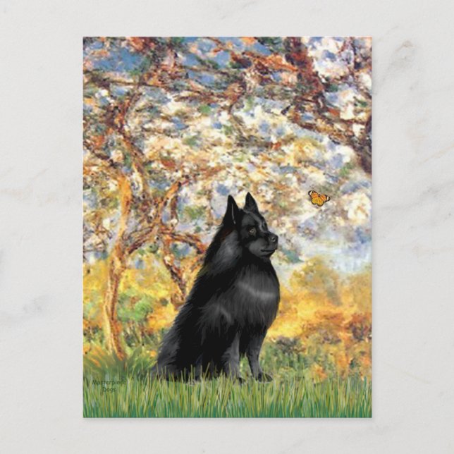 Schipperke 6 - Frühling Postkarte (Vorderseite)