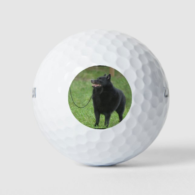 Schipperke Dog Golfball (Vorderseite)