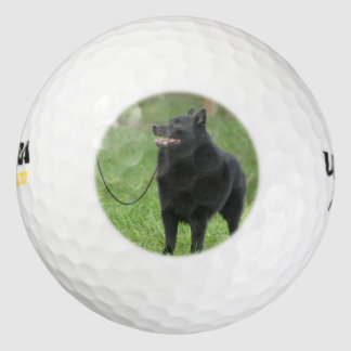Schipperke Dog Golfball