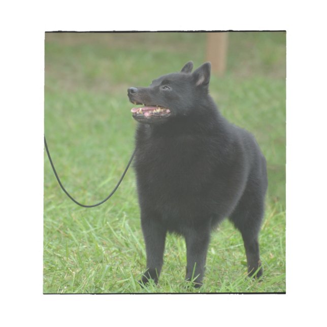 Schipperke Dog Notizblock (Vorderseite)