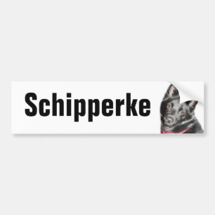 Schipperke Picture Autoaufkleber