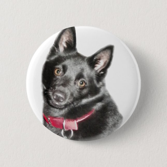 Schipperke Picture Button (Vorderseite)