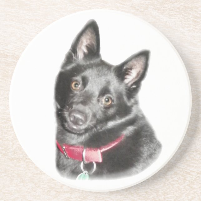 Schipperke Picture Getränkeuntersetzer (Vorne)