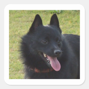 Schipperke.png Quadratischer Aufkleber