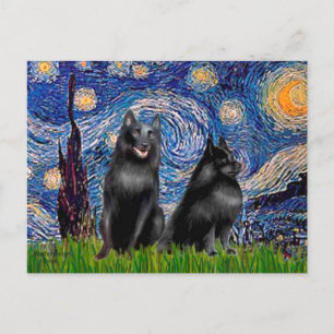 Schipperkes (zwei,5&amp;6) - Sternennacht Postkarte
