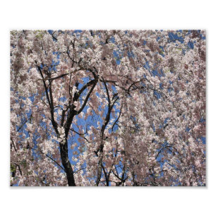 Schirm der Frühlingsblüten 14x11 Blume Print Fotodruck