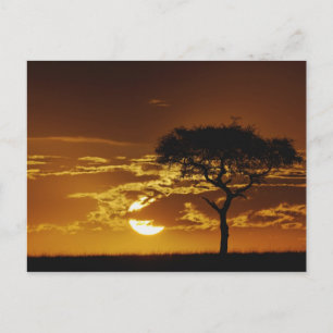 Schirmakazie, Acacia tortilis, Postkarte
