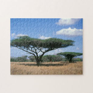 Schirmdornakazie (Acacia tortilis), Mkuze Puzzle
