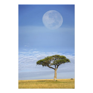 Schirmdornakazie, Acacia tortilis, und Fotodruck