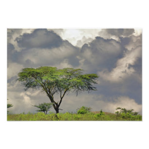 Schirmdornakazie, Acacia tortilis, und Fotodruck