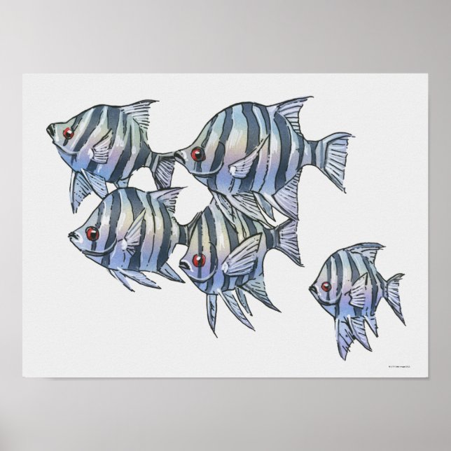 Schissortail Sergeant Poster (Vorne)