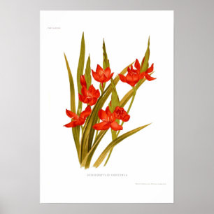 Schizostylis coccinea (Kaffir lily) Poster