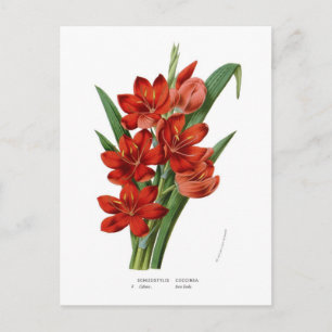 Schizostylis coccinea (Kaffir Lily) Postkarte