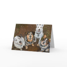 Schlachthunde lächelnd Rinder Hunde und Helfer