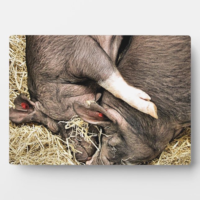 SCHLACHTSCHWEINE FOTOPLATTE (Vorderseite)